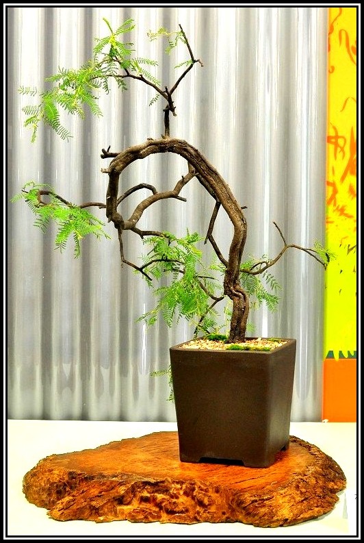acphyll